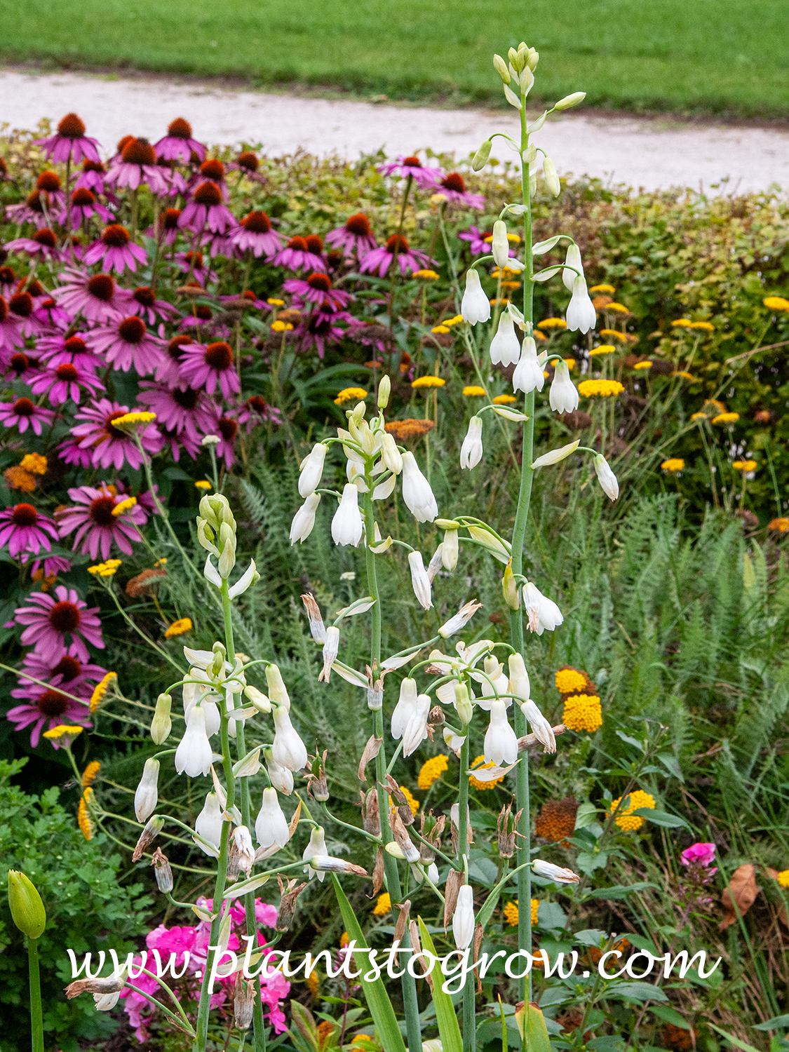 Summer Hyacinth (Galtonia candicans)